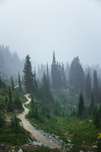 Trees in forest against sky