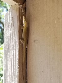 Close-up of lizard on tree trunk