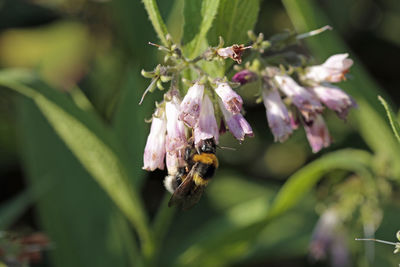 Close-up of bee pollinating on purple flower