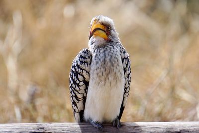 Close-up of bird perching on wood