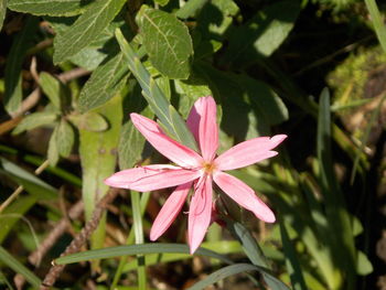 Close-up of butterfly on plant