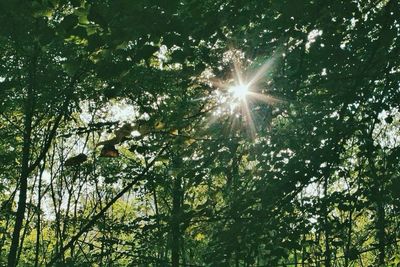 Sun shining through trees