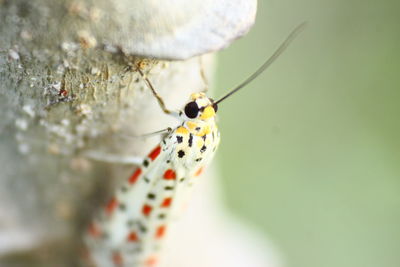 Close-up of butterfly