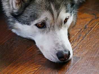 Close-up of a dog looking away