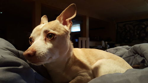 Chihuahua relaxing on bed