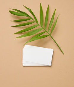 A stack of rectangular white paper business cards and a leaf of a palm tree on a 