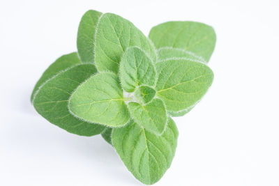 High angle view of plant leaves against white background