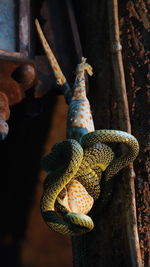 High angle view of snake on wood