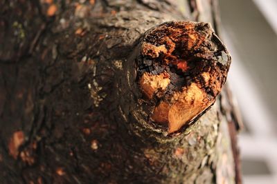 Close-up of leaf on tree trunk