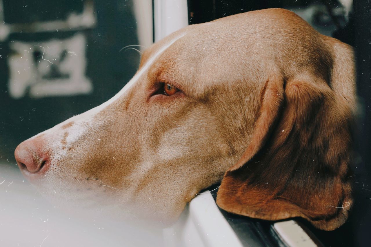 CLOSE-UP OF A DOG LOOKING AWAY AT HOME