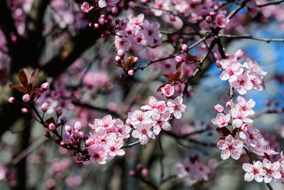 Close-up of pink cherry blossom