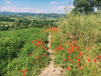 Scenic view of flowering plants on field against sky