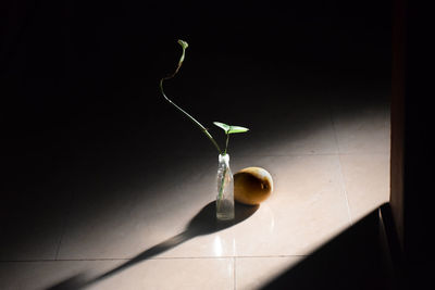 Close-up of plant on tiled floor against wall