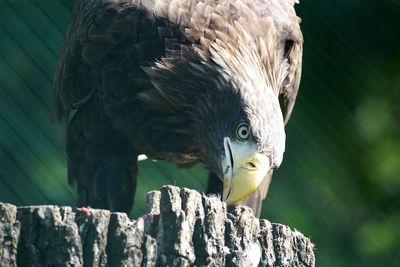 Low angle view of eagle perching on tree stump