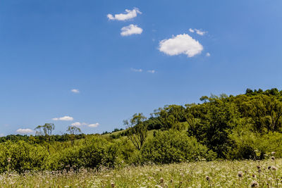 Plants growing on land against sky