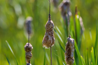 Close-up of dead plant hanging on grass