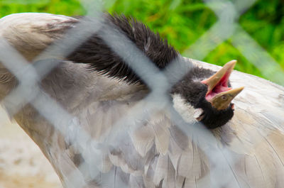 Close-up of bird