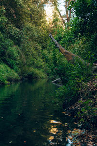 Scenic view of lake in forest