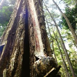 Low angle view of tree trunk in forest