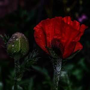 Close-up of red poppy flower