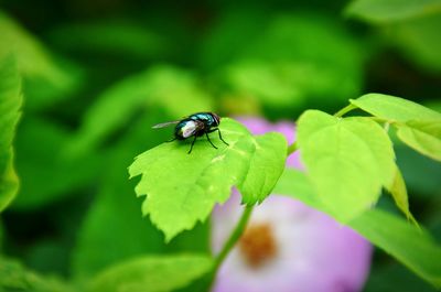 Close-up of housefly on plant