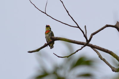 Low angle view of birds perching on branch
