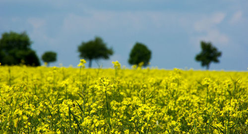 Scenic view of oilseed rape field