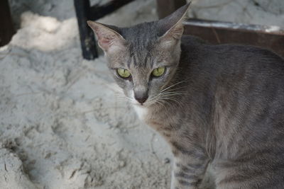 Close-up portrait of cat sitting