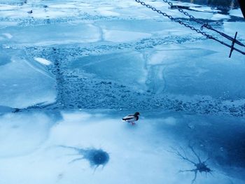 High angle view of mallard duck on frozen lake