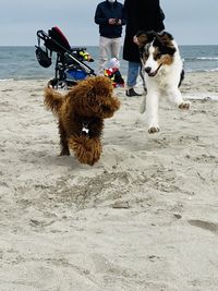 Dog on beach