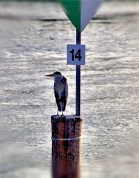 Seagull perching on wooden post