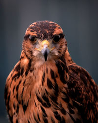 Close-up of bird
