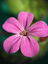 Close-up of pink flower