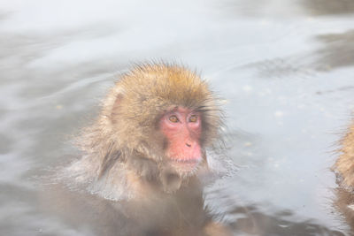 Japanese snow monkey in hot spring