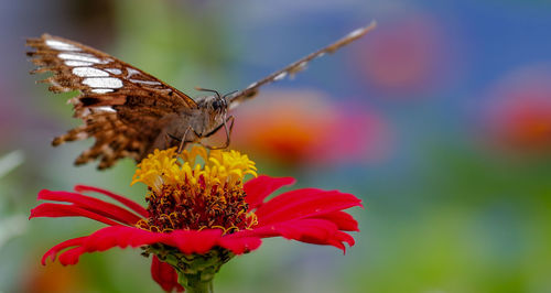 Close-up of butterfly pollinating on flower