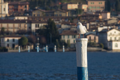 Seagull perching on wooden post by sea