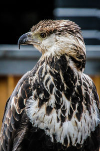 Close-up of eagle