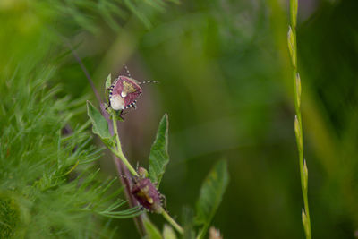 Close-up of purple flowering plant
