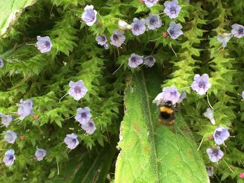 Close-up of purple flowers