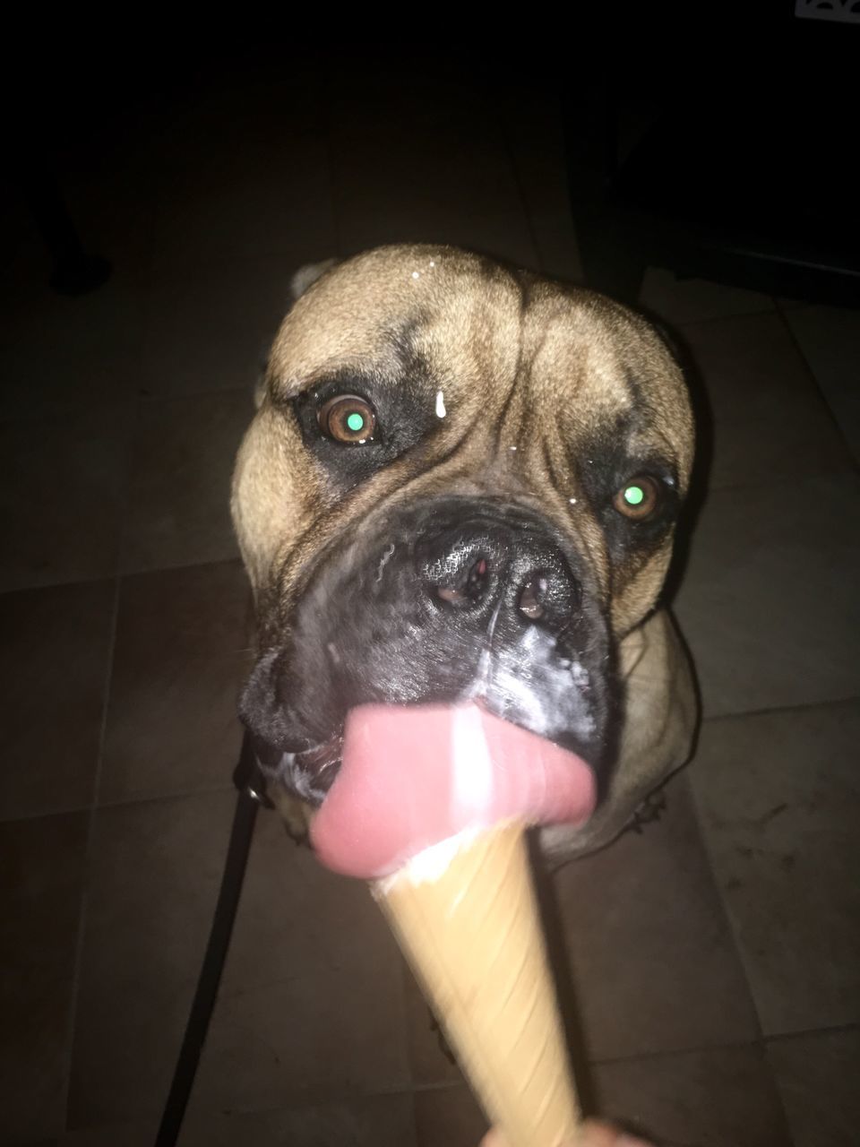 CLOSE-UP OF DOG YAWNING