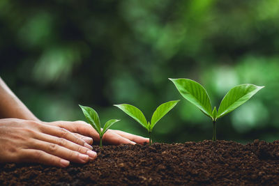 Cropped hands touching plant