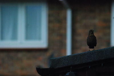 Bird perching on a wall