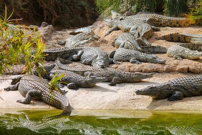Crocodiles resting on lakeshore