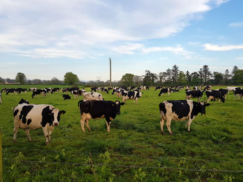 Cows grazing in field