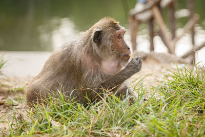 Monkey looking away against lake