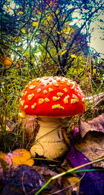 Close-up of mushroom growing in forest