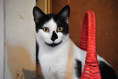 Close-up portrait of cat by wall