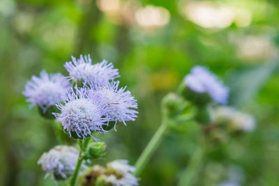 Close-up of purple flowering plant