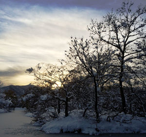 Bare trees on snow covered landscape