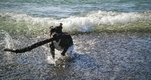 Dog running in sea